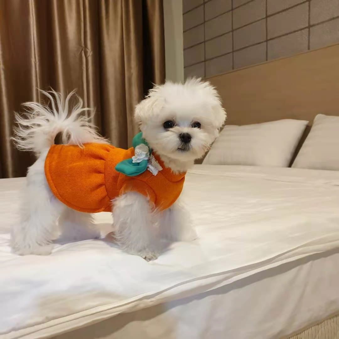 제주시청 애플호텔 6